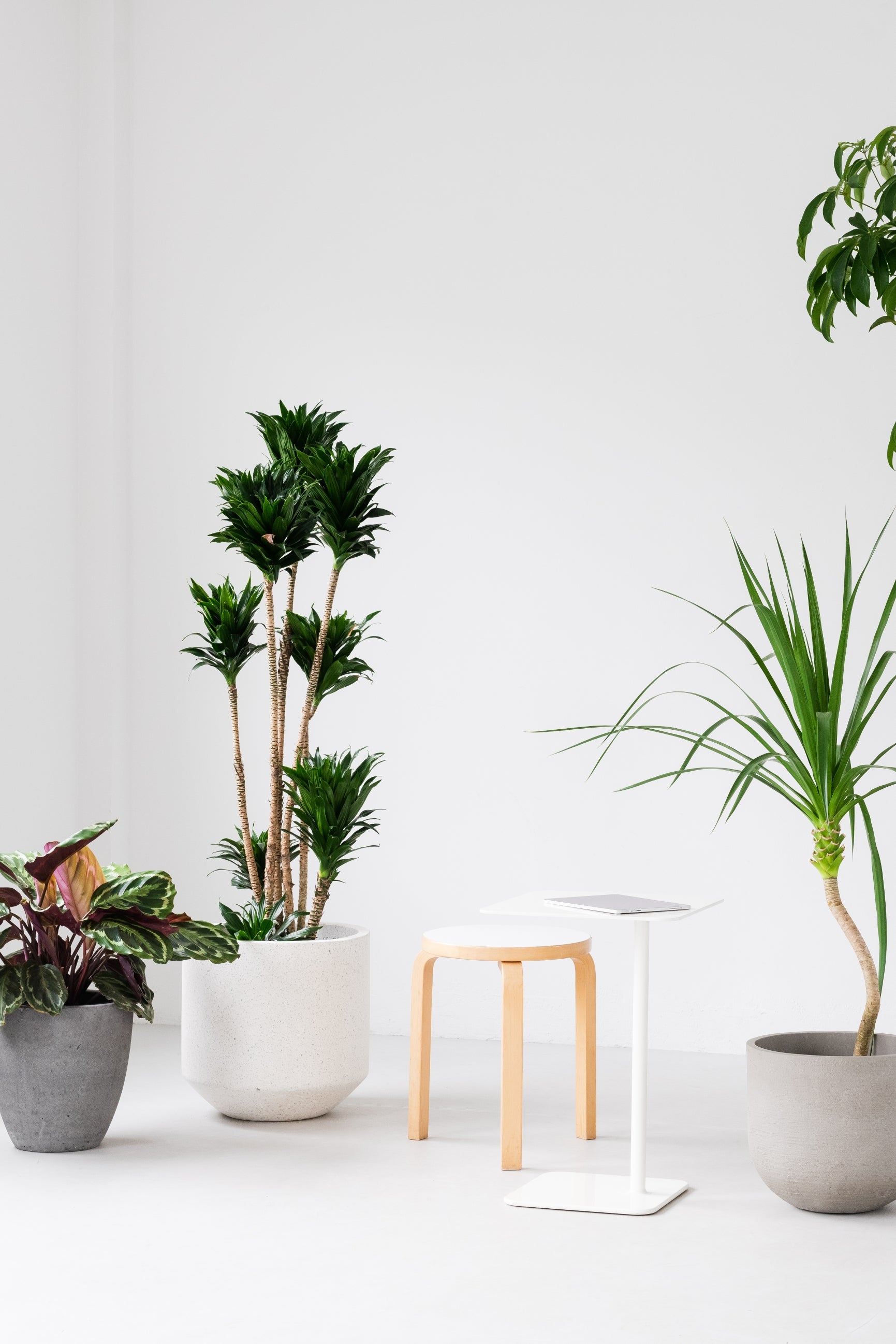 PICK UP PLANTS – greentap