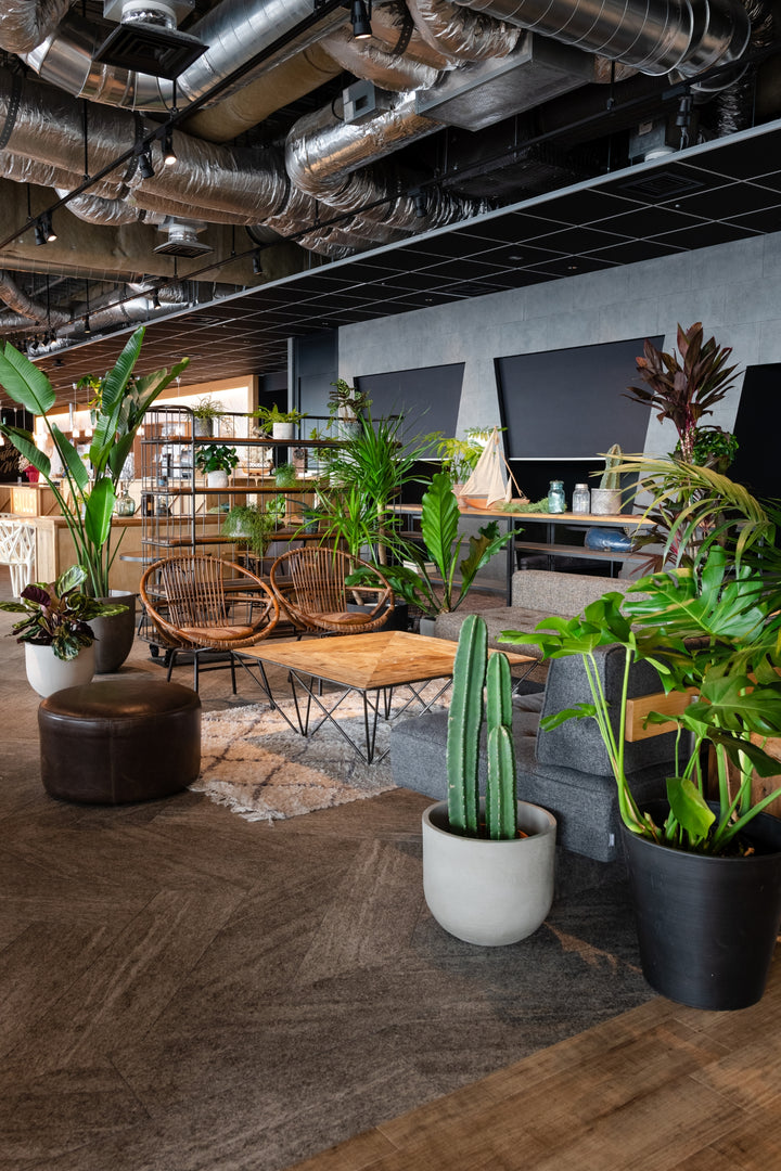 EXOTIC PLANTS – greentap